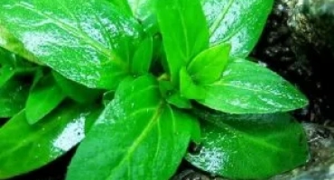 Стаурогин се отблъсква: как да се грижим за аквариумно растение